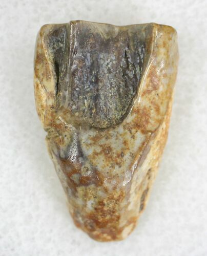 Triceratops Shed Tooth - Montana #21414